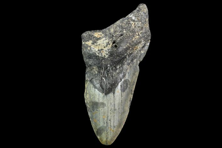 Partial, Megalodon Tooth - North Carolina #91689